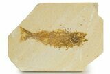 Bargain, Uncommon Fish Fossil (Mioplosus) - Wyoming #340833-1
